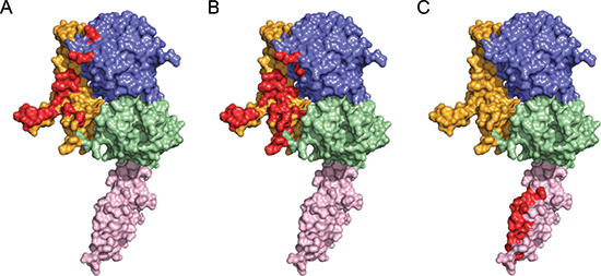 Comparison of the interface between ErbB2 homodimer and therapeutic antibodies.