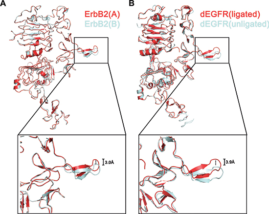 Conformational shift of dimerization arm in the ErbB2 ECD homodimer.