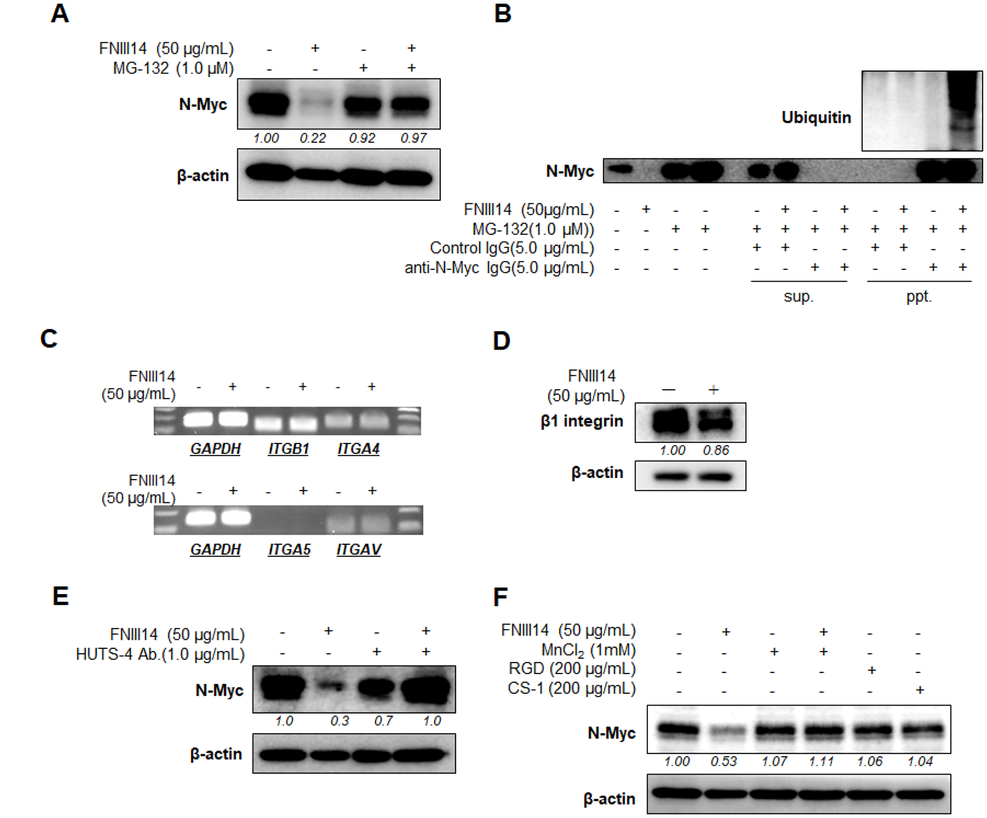FNIII14 induces proteasomal degradation of N-Myc protein through inactivation of β1-integrins.