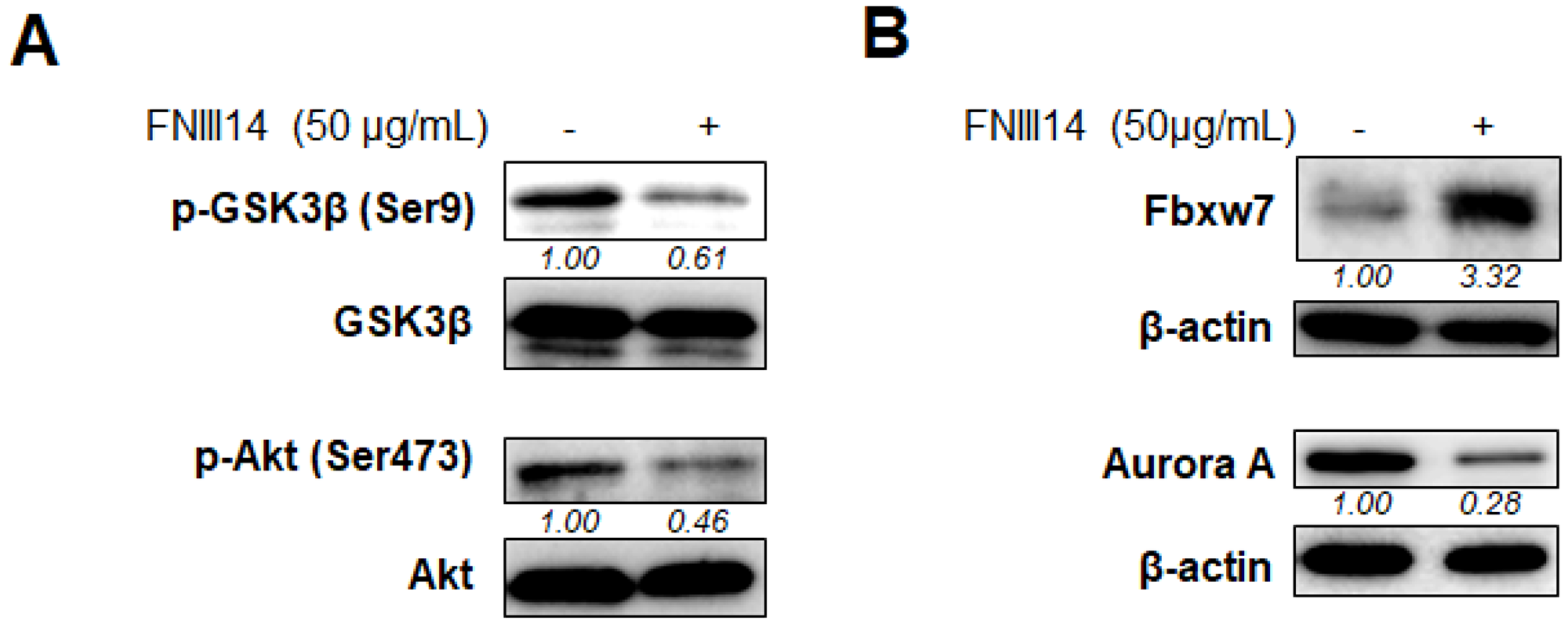 Molecular basis of proteasomal degradation of N-Myc protein induced by FNIII14.