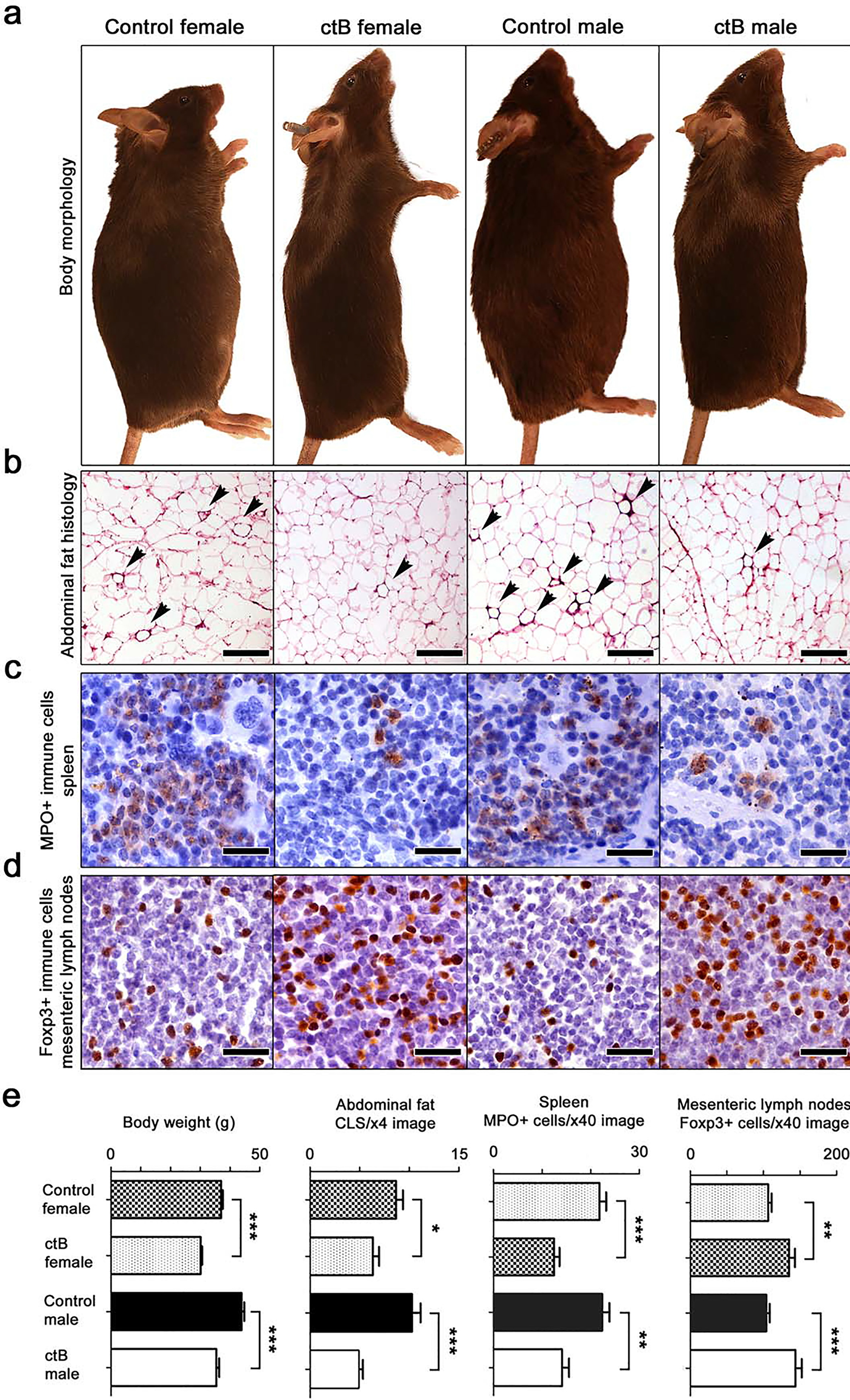 Early-life intervention with ctB rescues mice from age-associated obesity and inflammation.