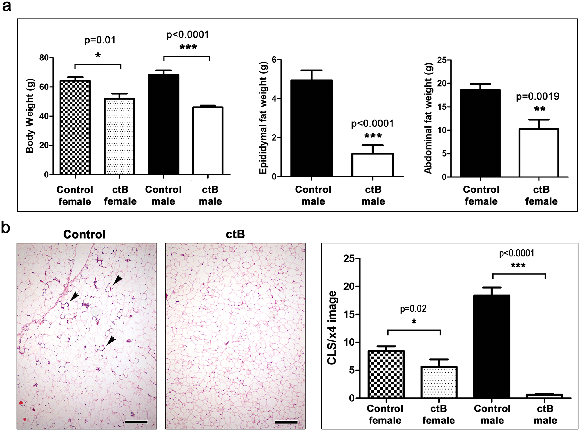 Early-life oral dosing with ctB protects CD1 outbred mice from obesity later in life.