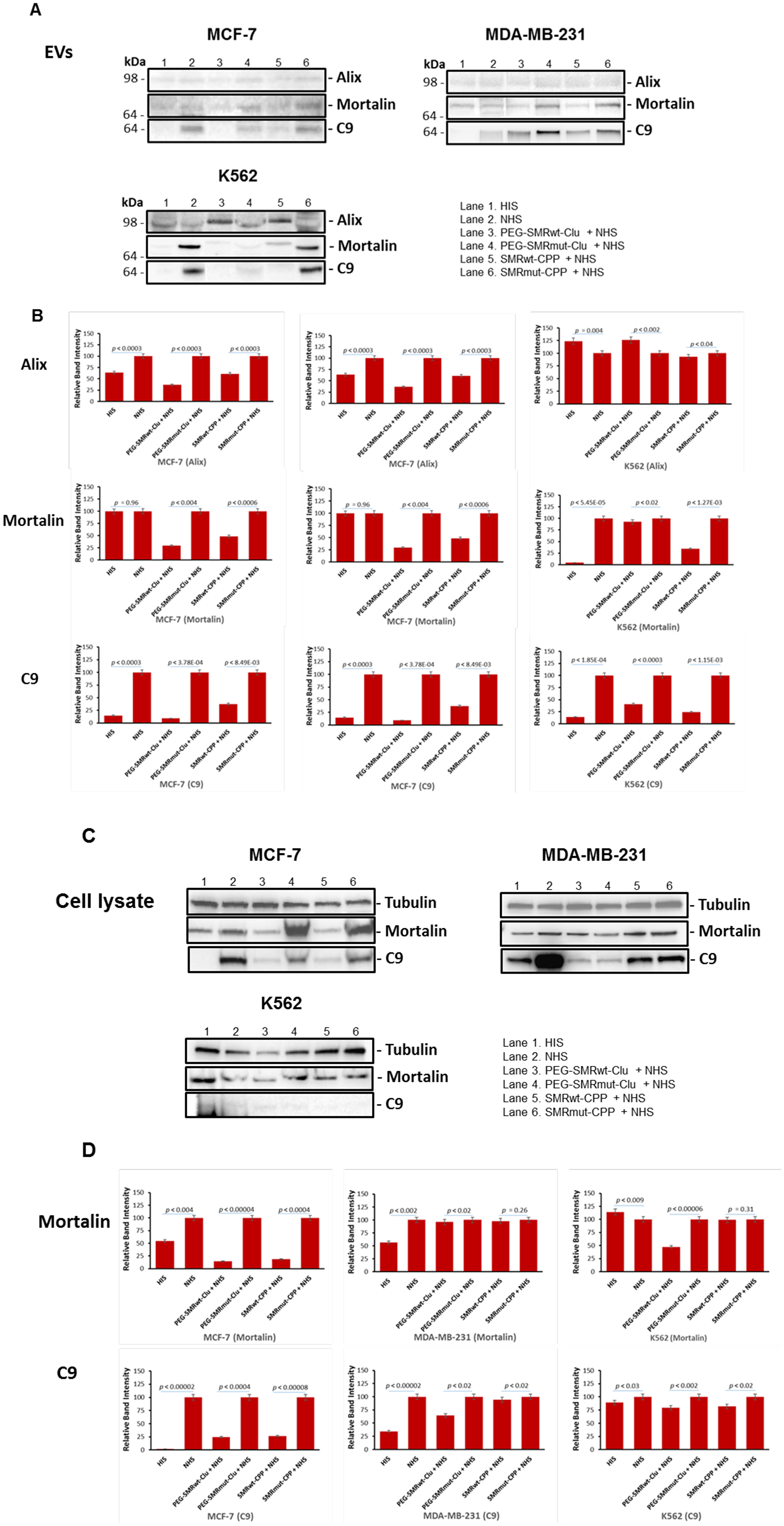 Levels of mortalin and C9 in extracellular vesicles and cell lysates from MCF-7, MDA-MB-231 and K562 cells were reduced after treatment with SMR peptides.