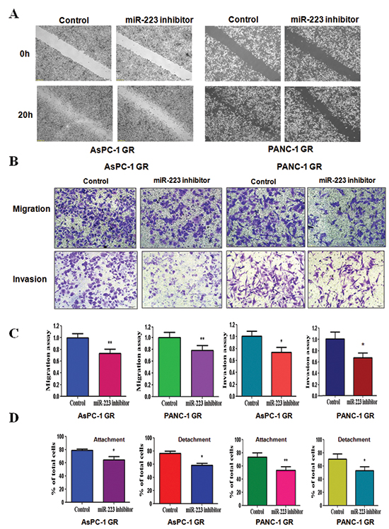 Down-regulation of miR-223 inhibits motility and invasion in gemcitabine-resistant (GR) cells.