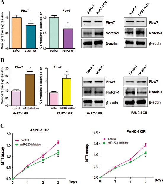 Gemcitabine-resistant (GR) cells have decreased Fbw7 and increased Notch-1 expression.