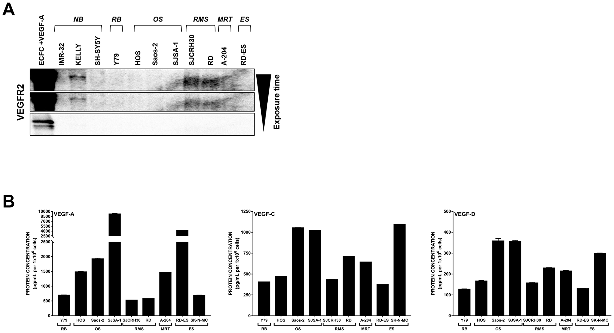 Expression of VEGFR2 and associated VEGFs are detected in pediatric cancer cell lines.