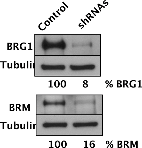 Simultaneous depletion of both SWI/SNF catalytic subunits in D98 cells.