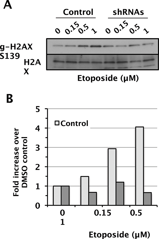 Attenuated induction &#x03B3;-H2AX in D98 control cells versus shRNA knockdown cells after exposure to etoposide.