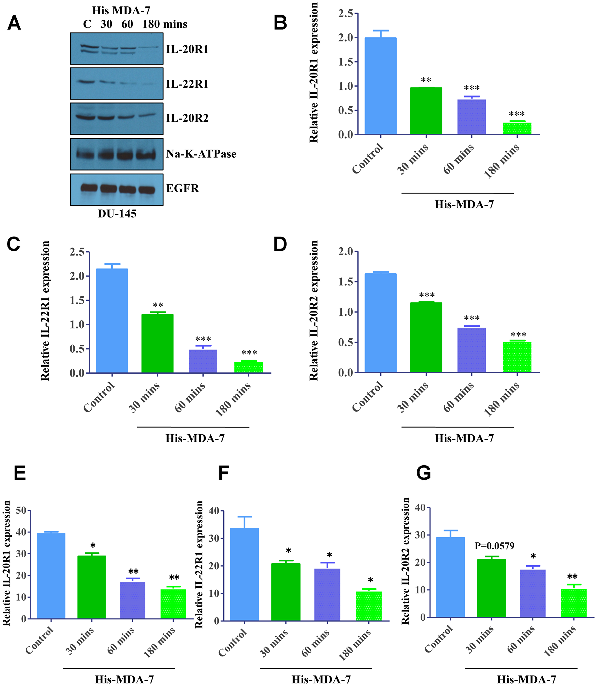 Ligand-induced internalization of MDA-7/IL-24 receptors.