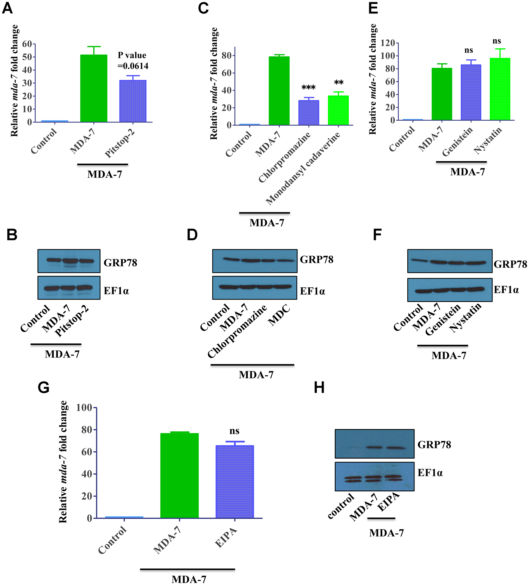 MDA-7/IL-24 uses the clathrin-mediated endocytic (CME) pathway.