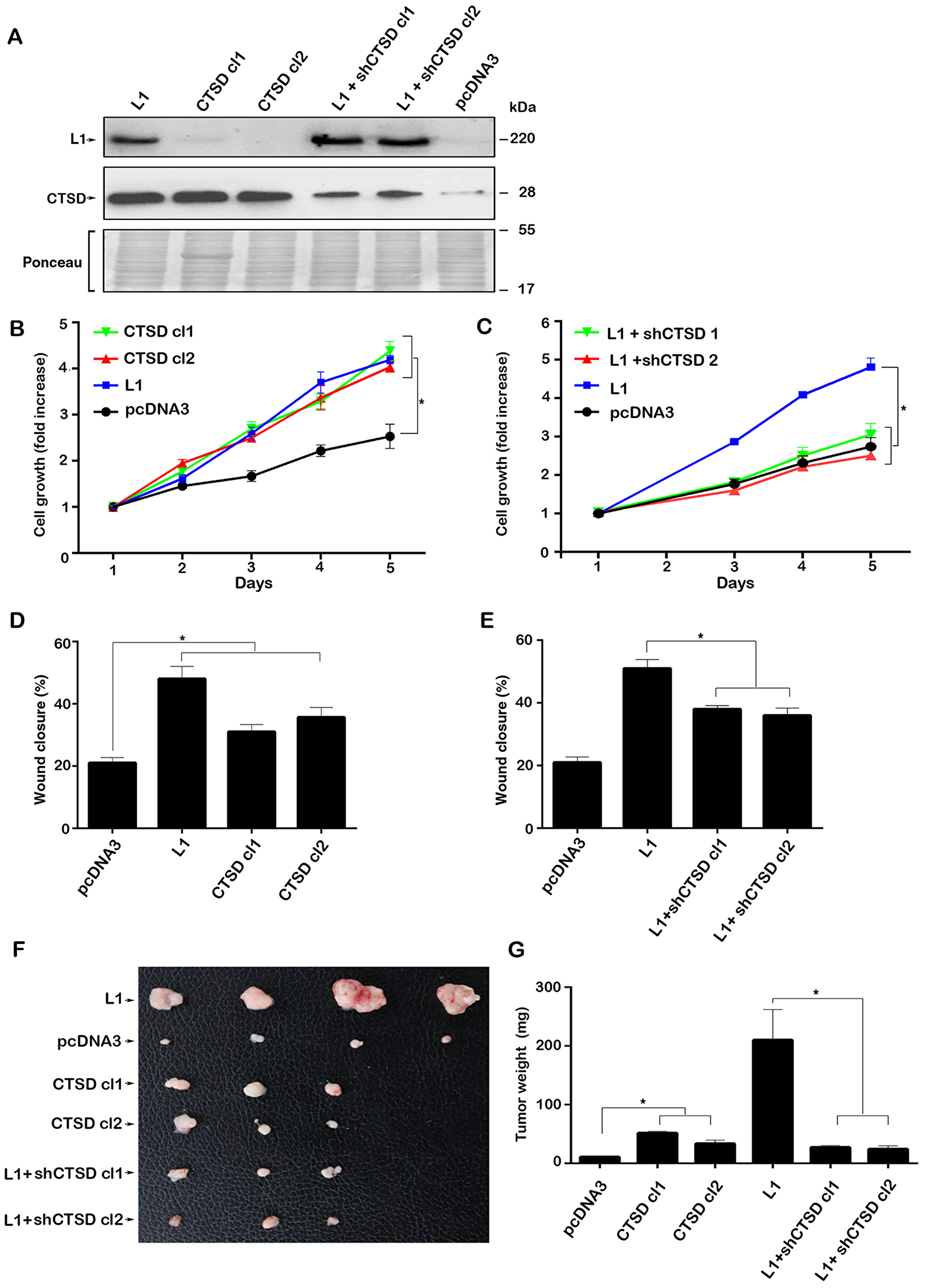 Modulating the expression of CTSD in CRC cells affects cell growth, motility and tumorigenesis.