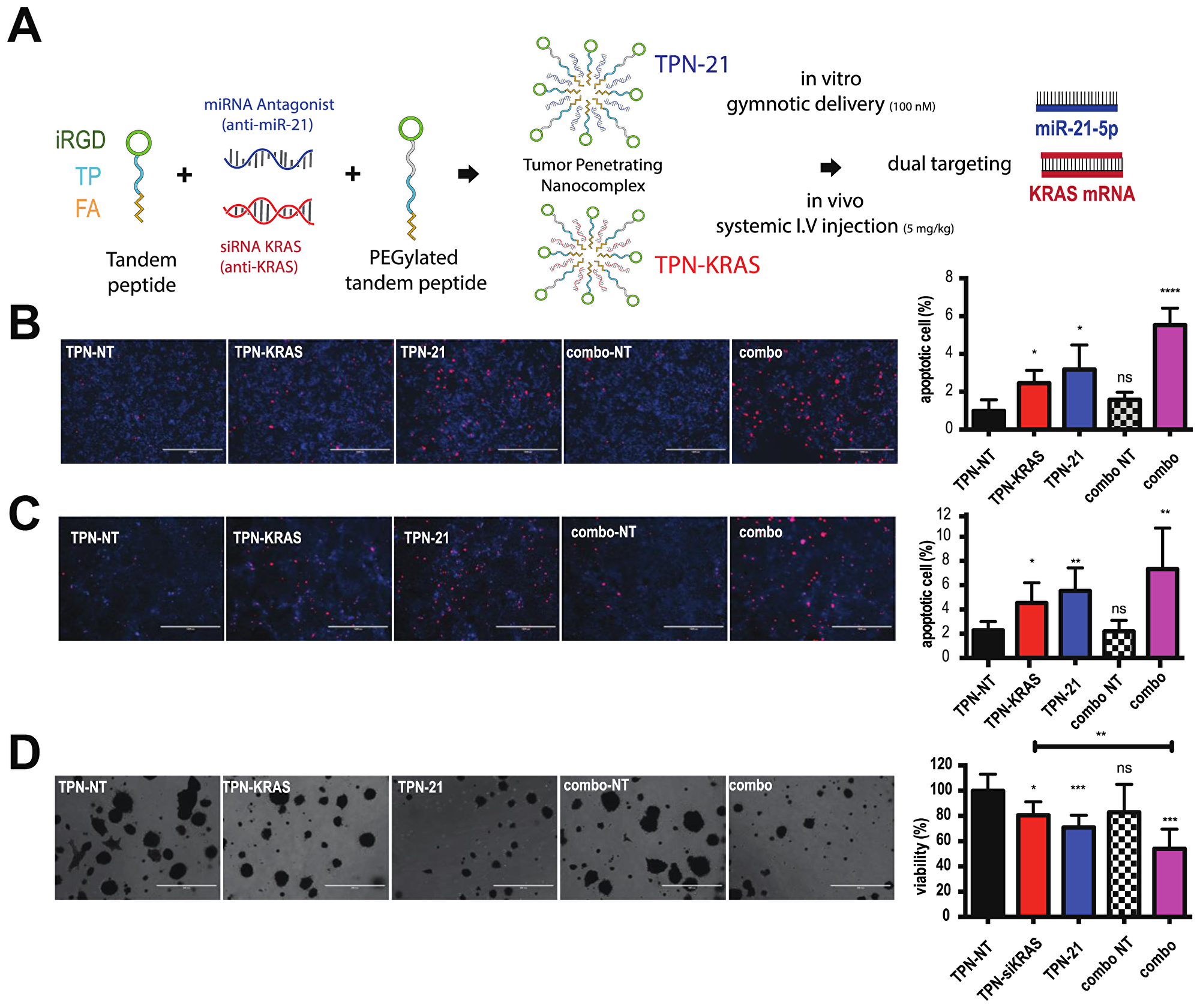 Combining antimiR-21 and si-KRAS increases apoptosis and enhances the anti-proliferative effect in PDAC cells and organoids.