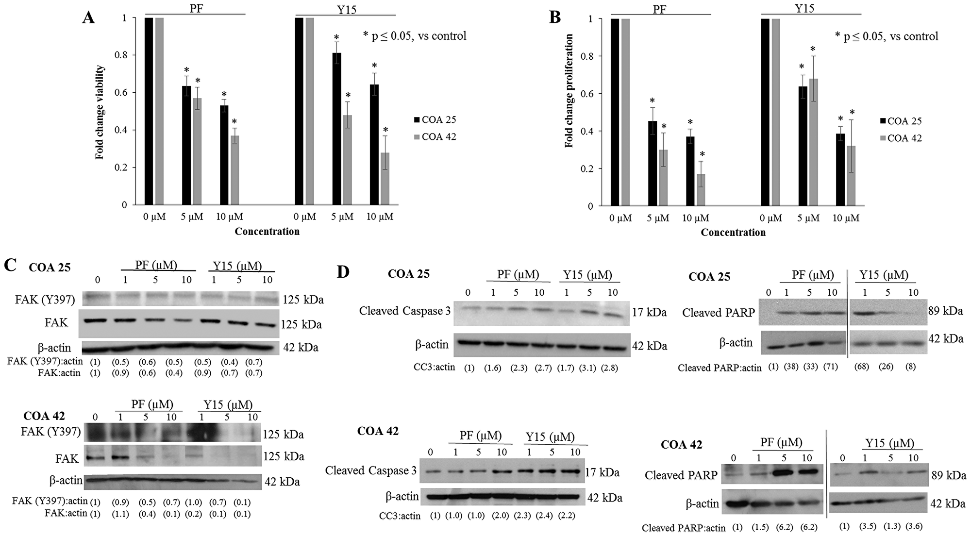 PF-573,228 (PF) and 1,2,4,5-benzenetetraamine tetrahydrochloride (Y15) inhibition of FAK decreased cell survival and proliferation and increased apoptosis.