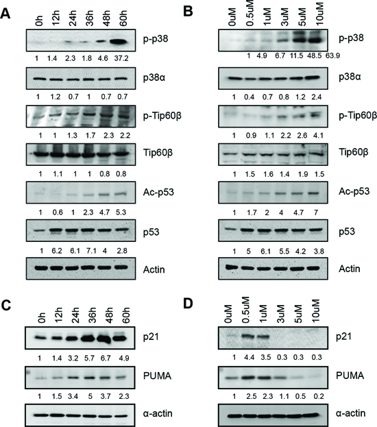 p38 activation, Tip60-T158 phosphorylation, and p53-K120 acetylation are induced with same kinetics by DNA damage.