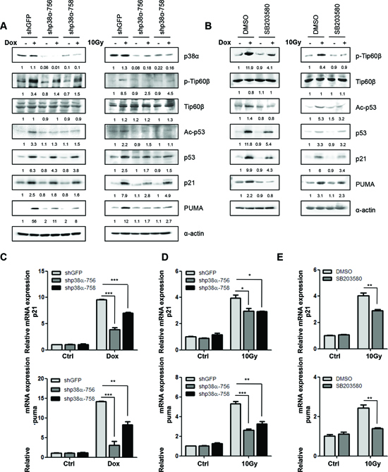 p38&#x03B1; is required for the induction of Tip60-T158 phosphorylation, p53-K120 acetylation and p21WAF1 and PUMA expression following DNA damage.