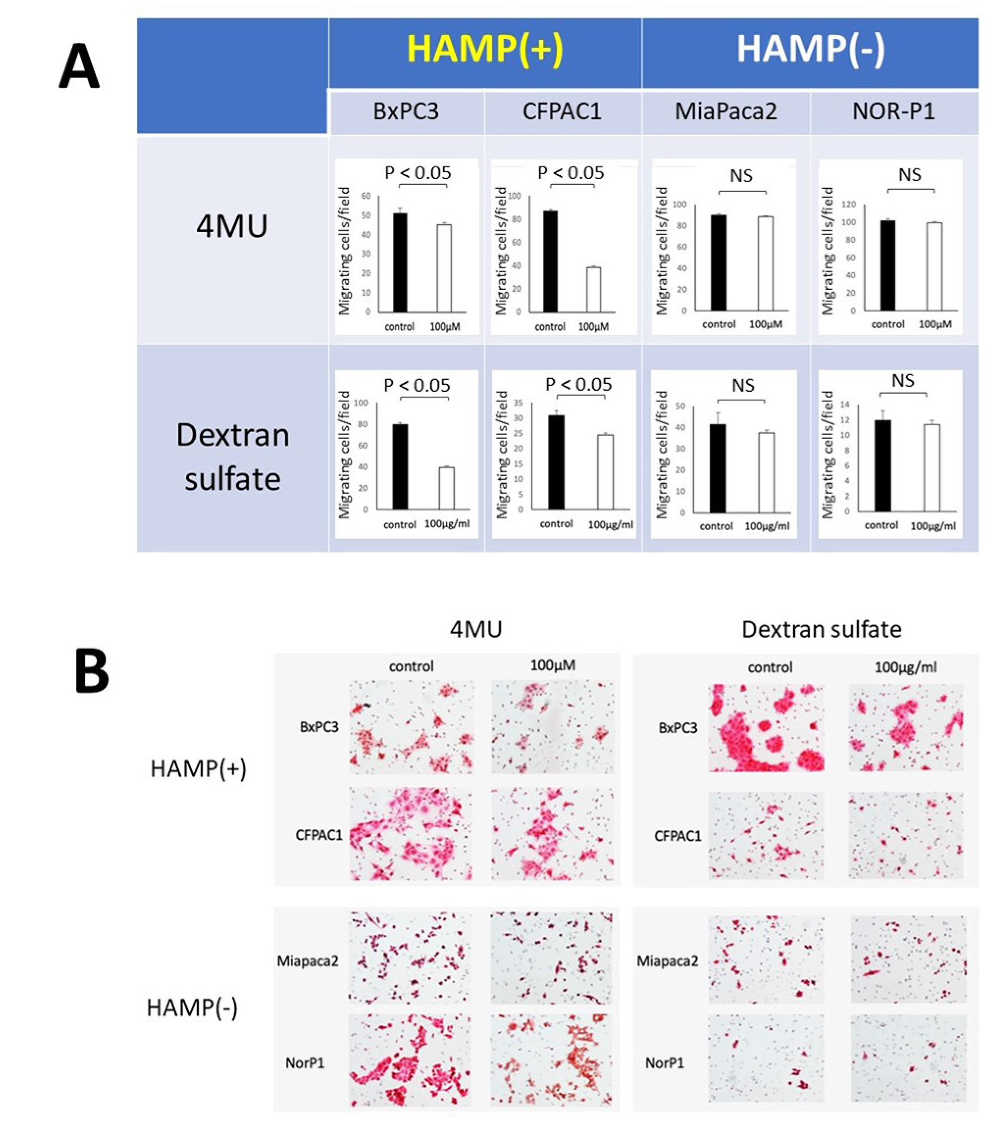 Responses of PDAC cell lines with different HAMP status to inhibitors of HA synthesis (4-MU) or degradation (dextran sulfate).