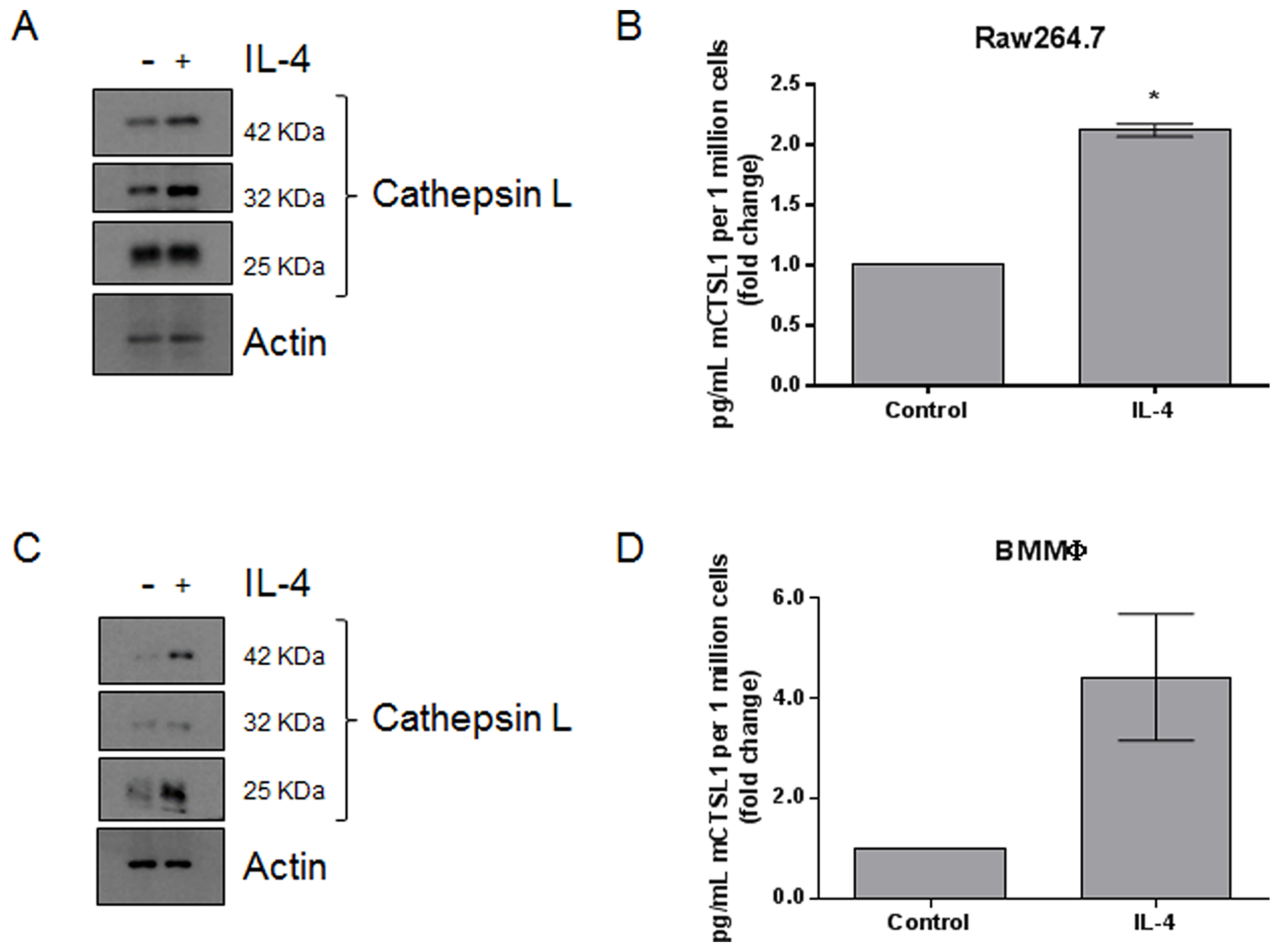 IL-4 upregulates the expression and secretion of cathepsin L from macrophages.