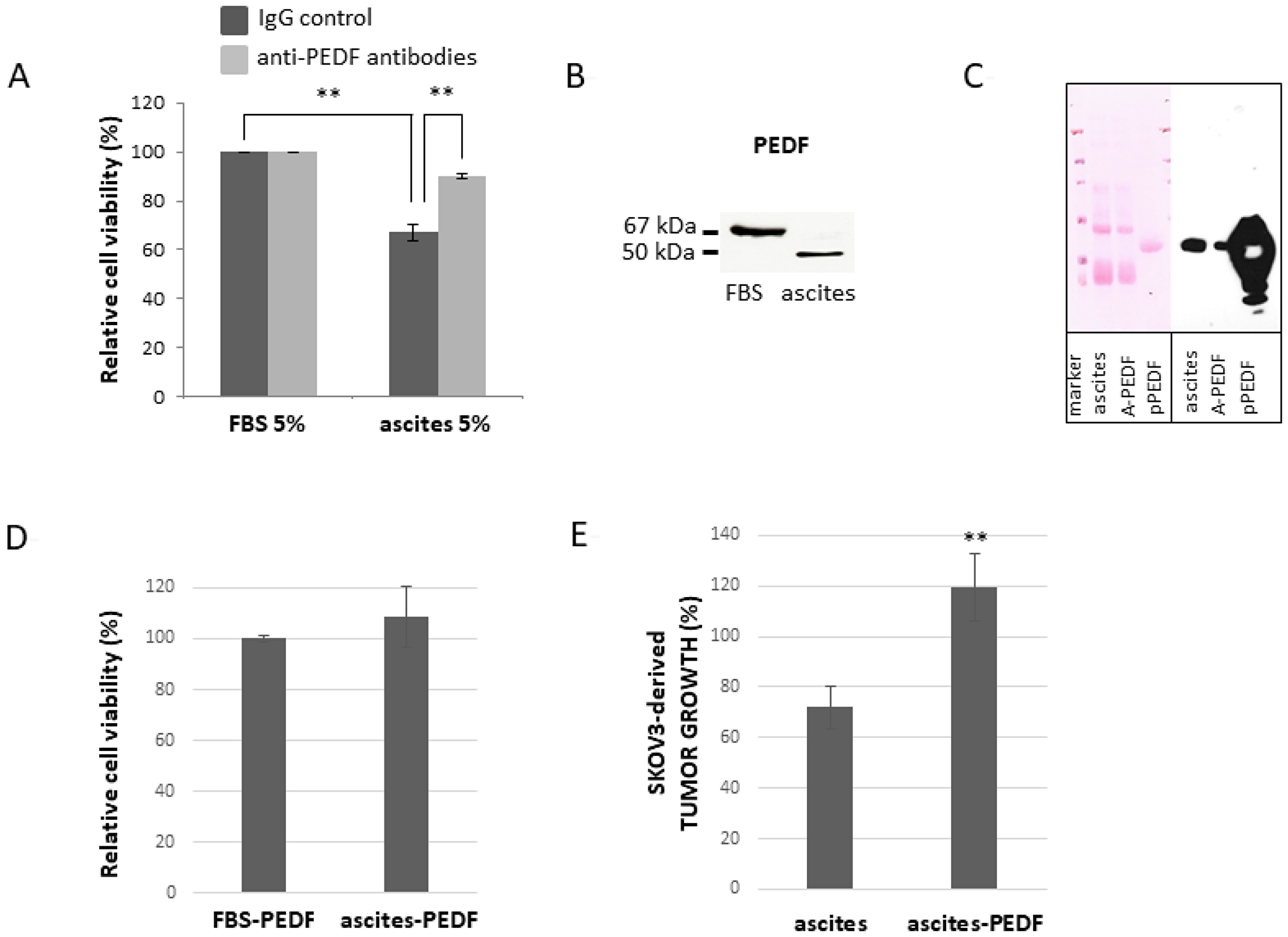 Effect of PEDF from malignant ascites on viability of SKOV3 cells.