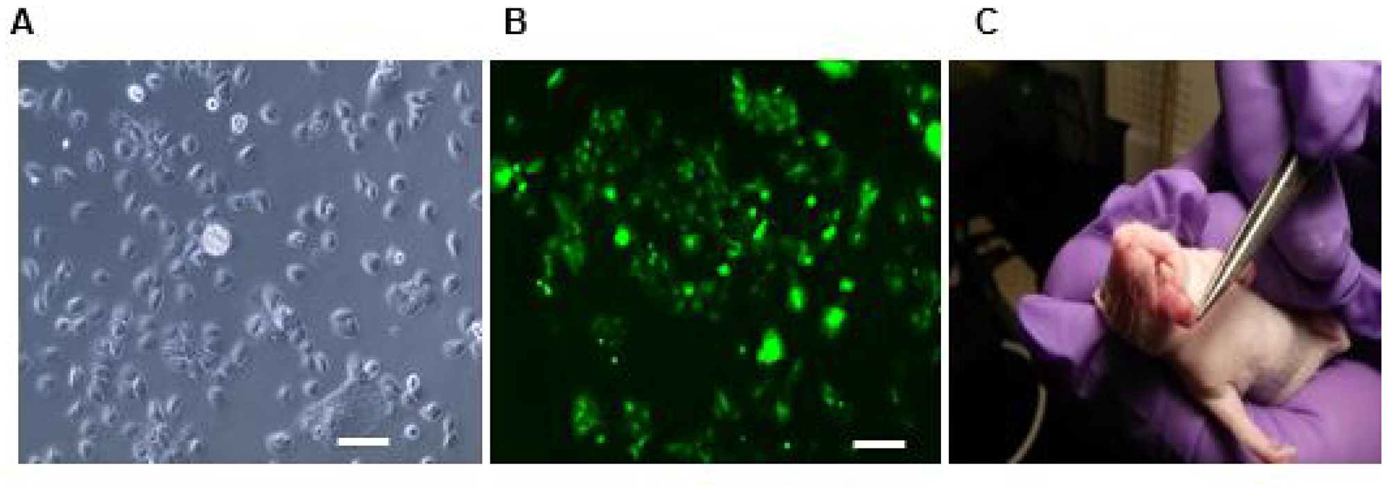 Luciferase/GFP transfected HSC3 cell implanted orthotopic mice tumor.