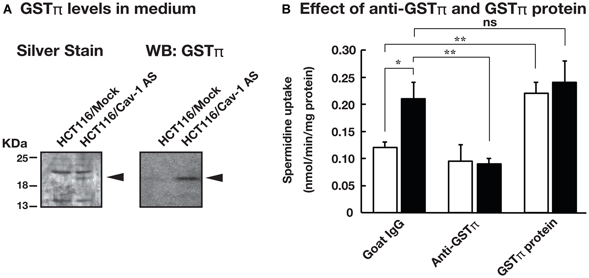 GSTπ was highly expressed in the culture medium of HCT116/Cav-1 AS cells and stimulated spermidine uptake.