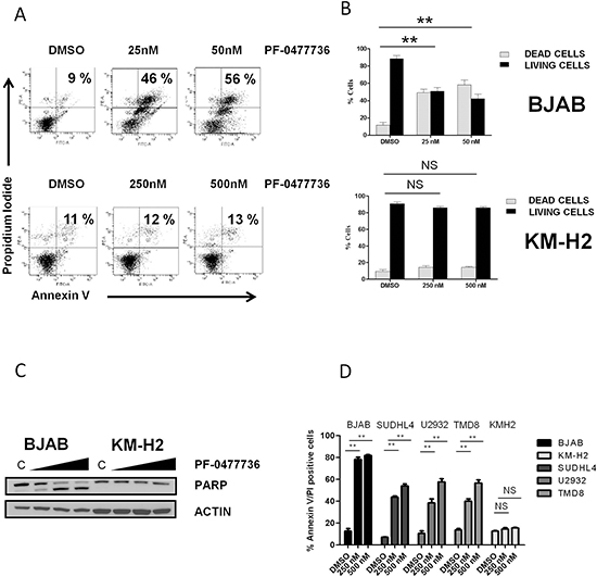 PF-0477736 induces cell death by apoptosis in DLBCL cell lines.
