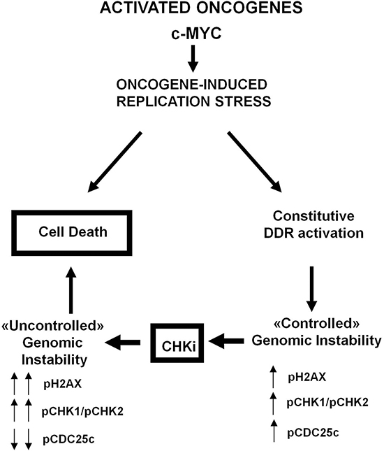 Proposed model of oncogene induced genomic instability in DLBCL.