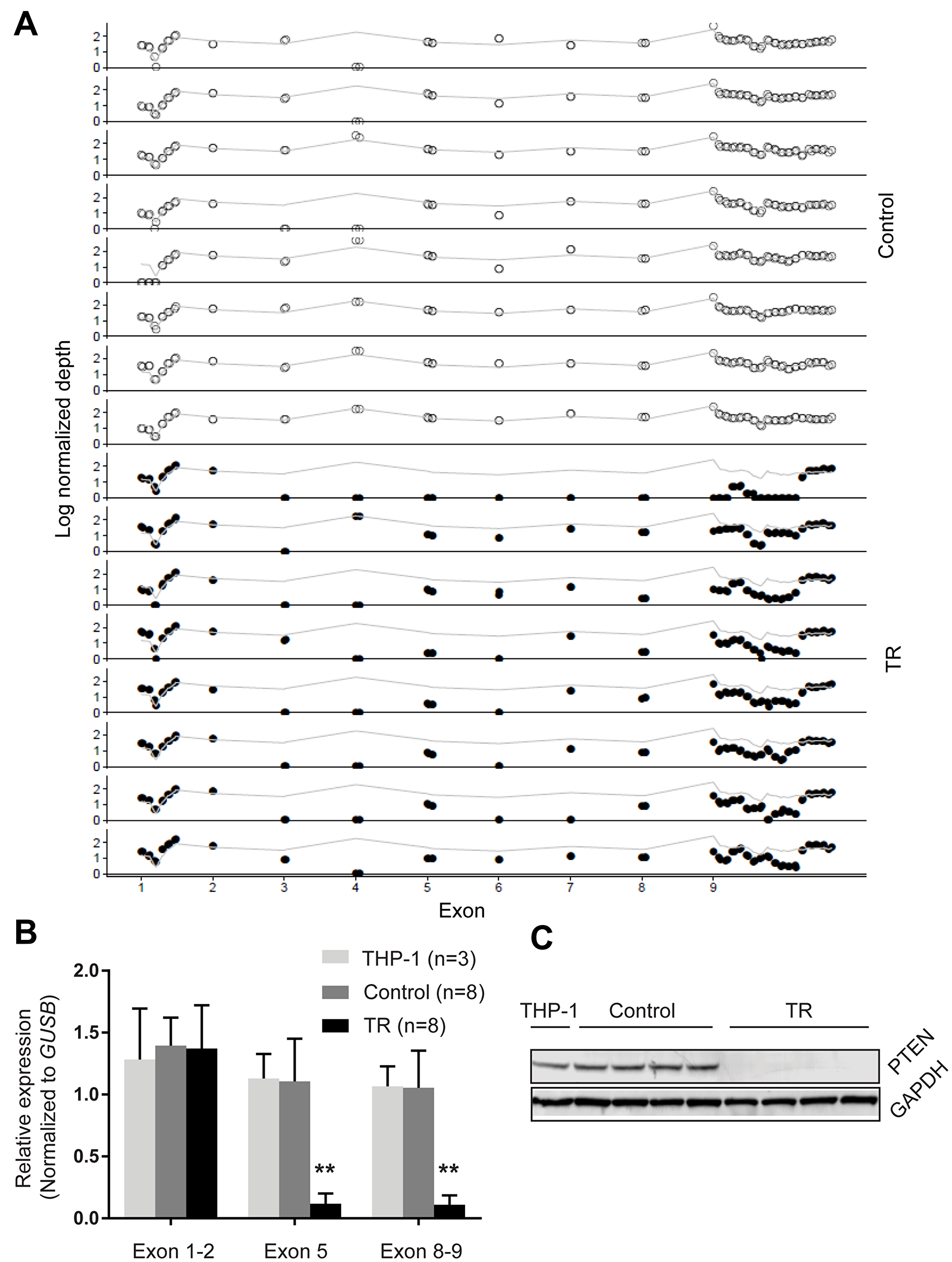 PTEN loss in TR cells.