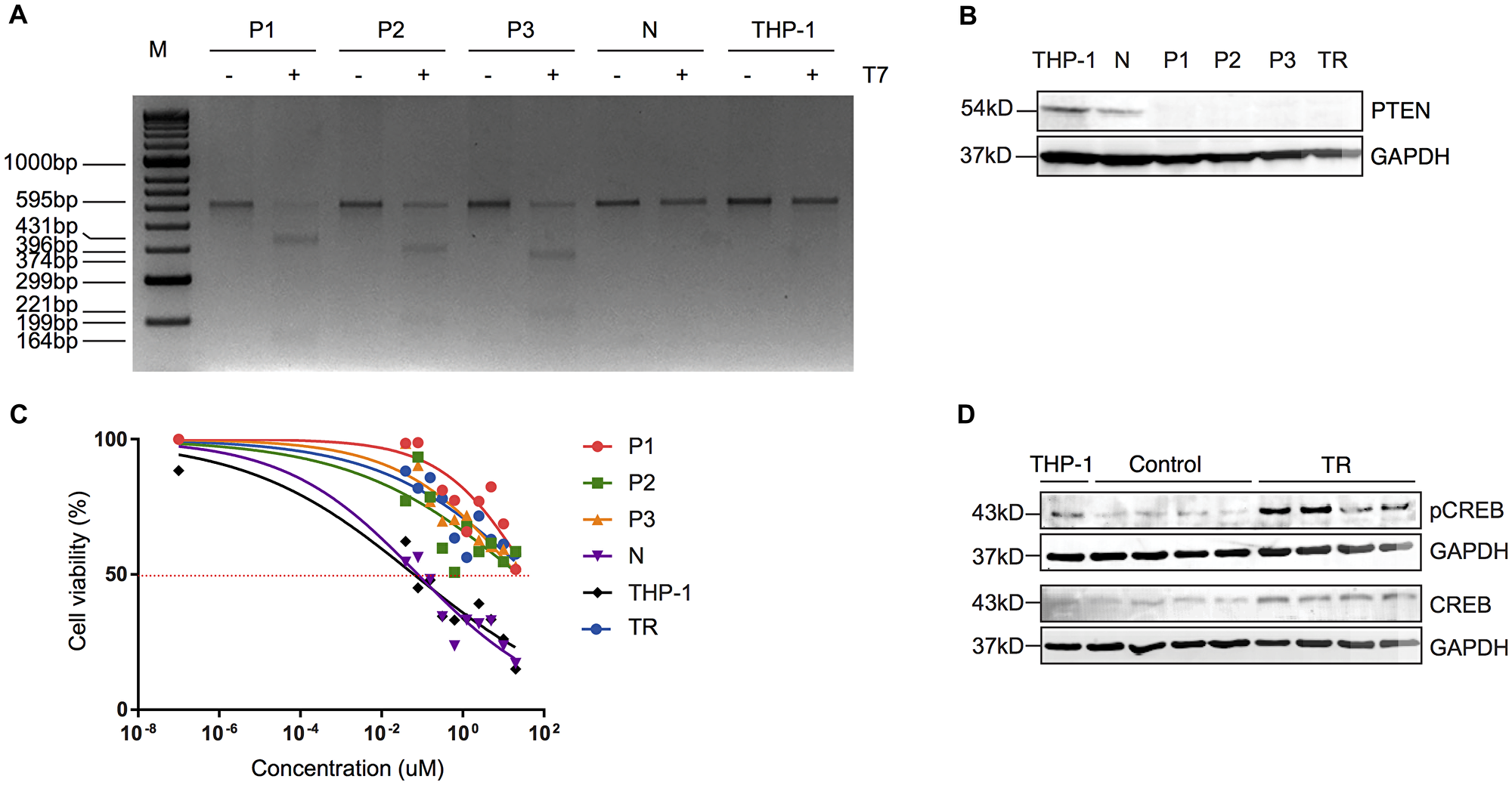 Truncated PTEN is associated with resistance to MEKi via increased activity of CREB.