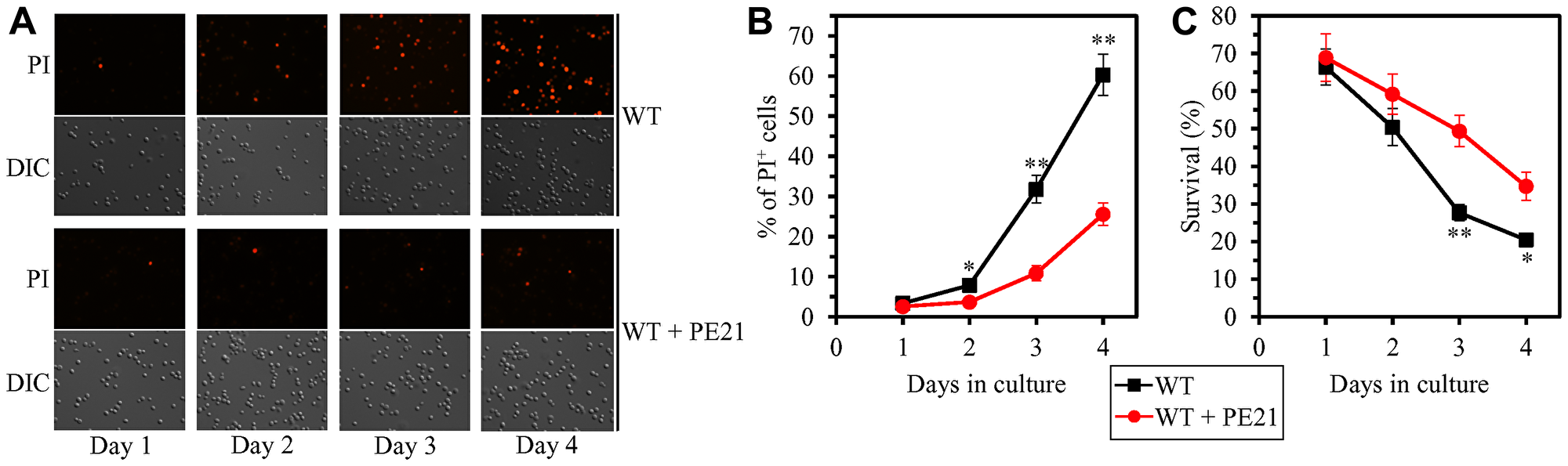 PE21 delays an age-related onset of necrotic death in yeast cells, decelerates the progression of the necrotic cell death process, and makes yeast less susceptible to a liponecrotic mode of regulated cell death (RCD).