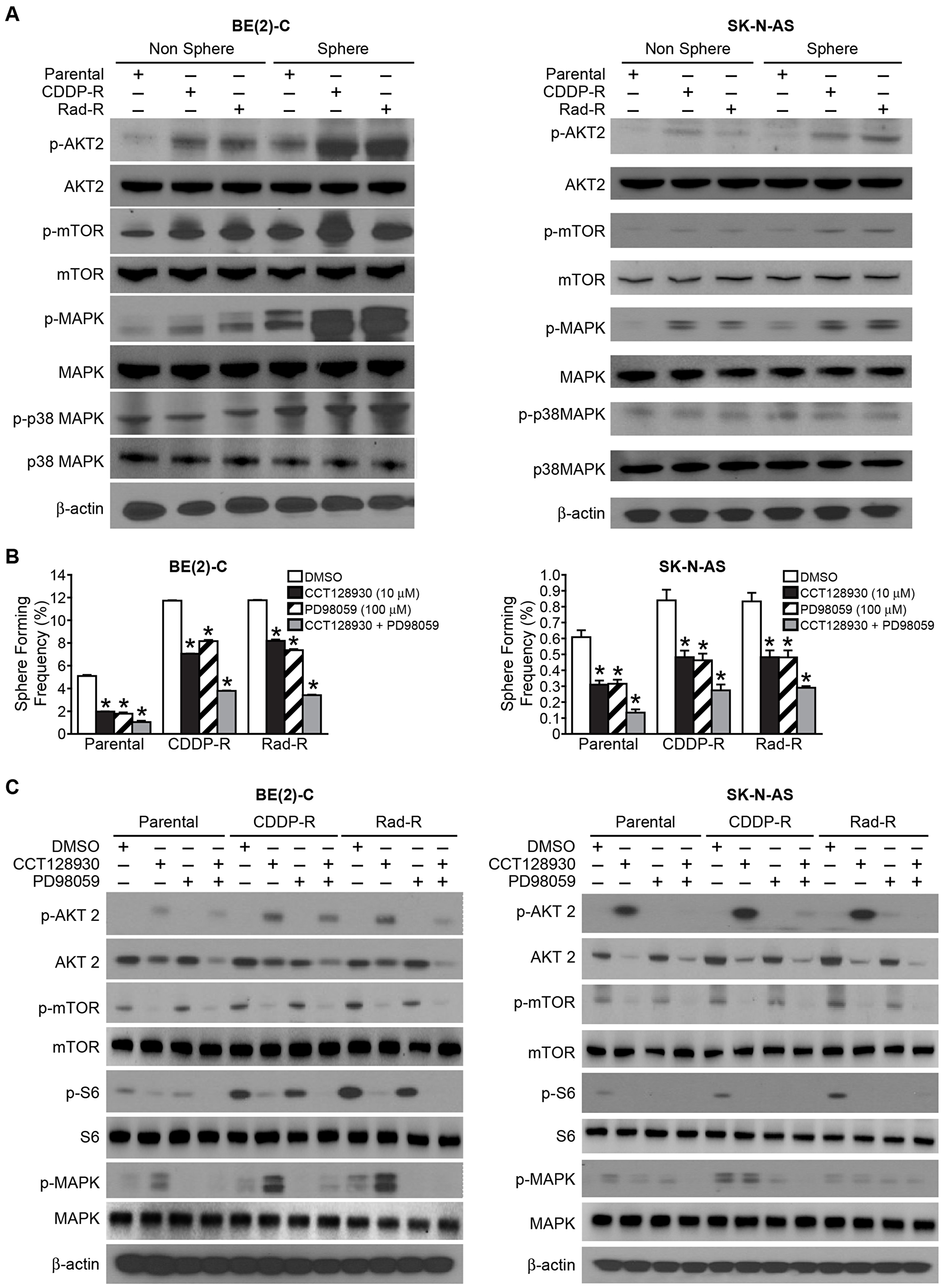 Signaling pathways in cancer stem-like cells with activated AKT2/mTOR and MAPK in Drug/Radiation selected cells.