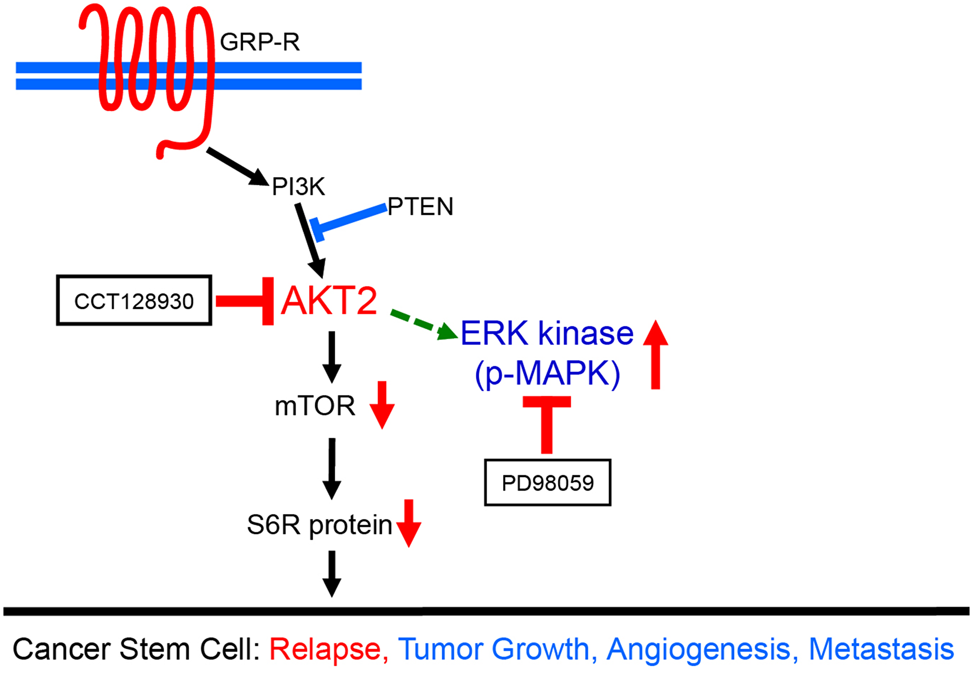 A schematic diagram demonstrating dual targeting of AKT2 and MAPK pathways in neuroblastoma cancer stem cells.