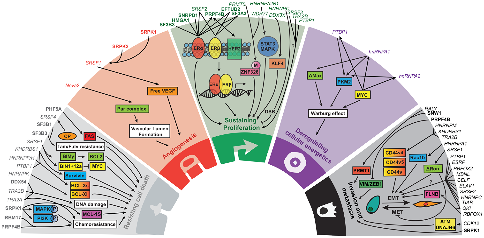 The role of splice factors and their associated pathways in the five hallmarks of cancer.