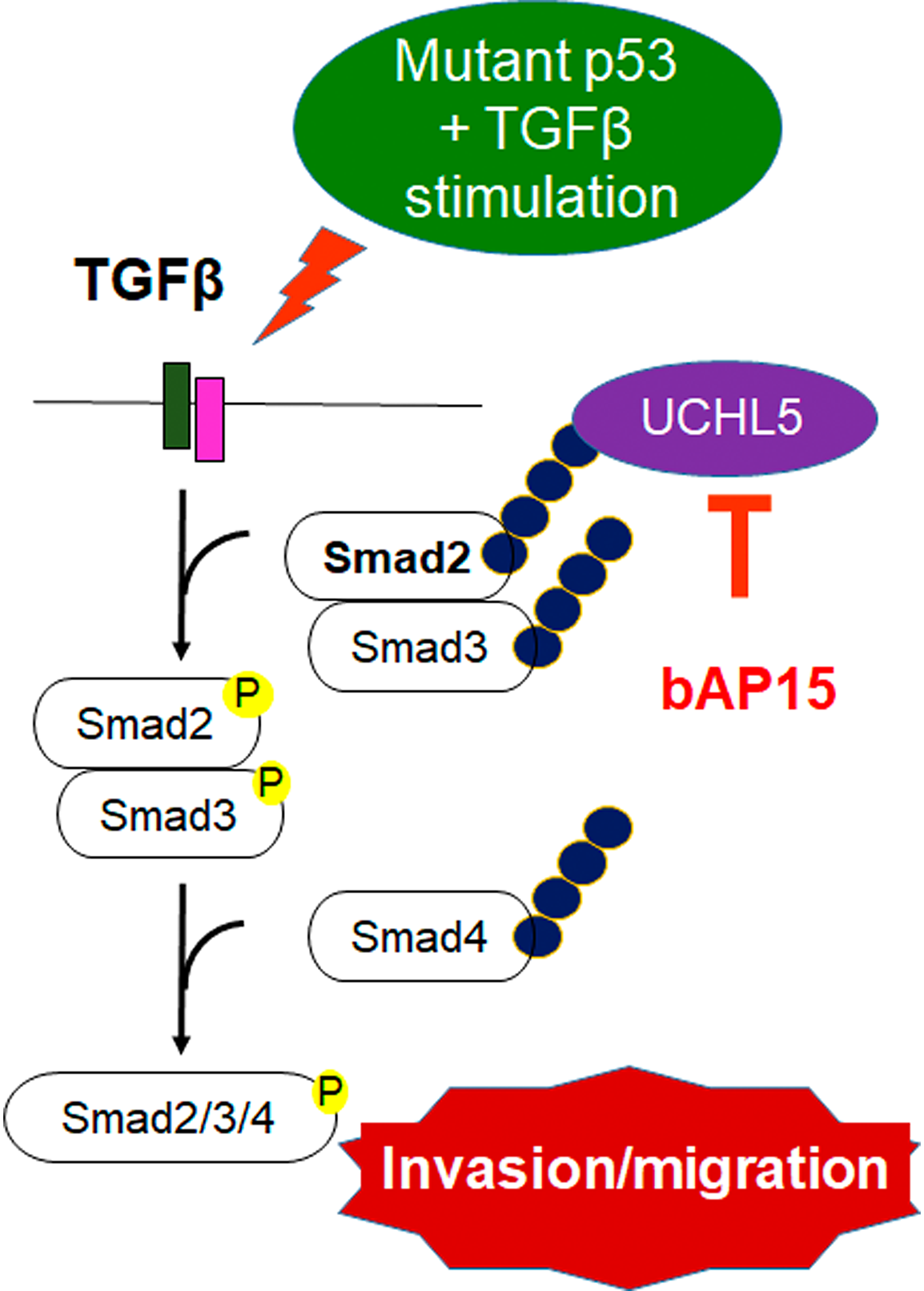 bAP15 inhibits the stabilization of Smad2/3 and aberrant TGF-β signaling in TP53 mutant ovarian cancer.
