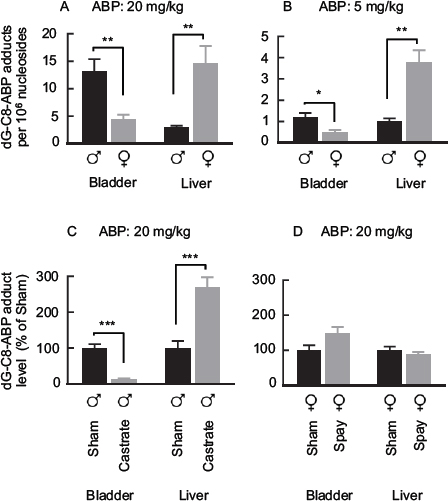 dG-C8-ABP levels in ABP-treated mice.