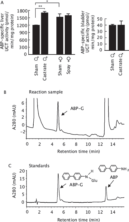 ABP-specific UGT activity in bladder and liver.