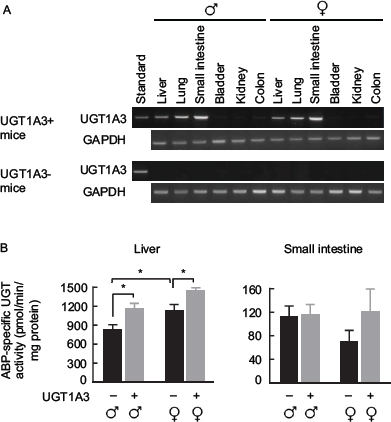 UGT1A3 expression in homozygous UGT1A3 transgenic mice (UGT1A3+).