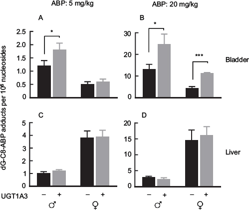 dG-C8-ABP levels in ABP-treated homozygous UGT1A3 transgenic mice (UGT1A3+) and age-matched non-transgenic littermates (UGT1A3&#x2013;).