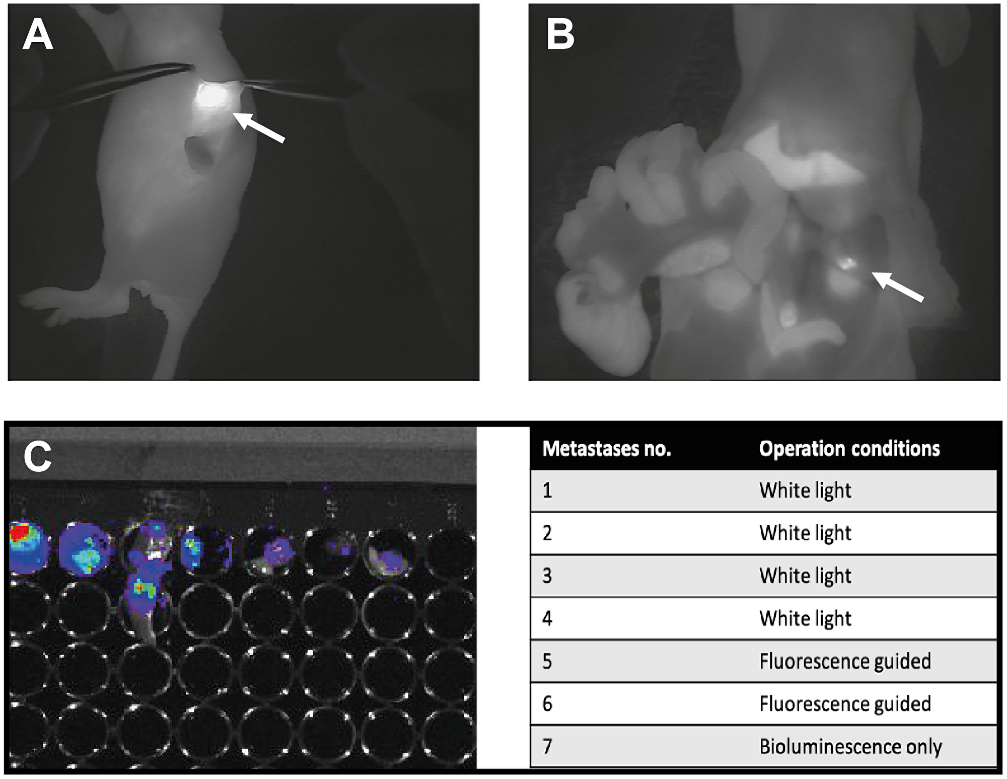 Presentation of one of the mice enrolled in the study part II where comparison of white light surgery and fluorescent guided surgery was the aim.