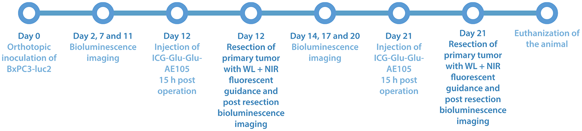 Study timeline over part II of the study, where white light surgery is compared with fluorescent guided surgery in 5 mice with ICG-Glu-Glu-AE105 was used as optical probe 15 h post iv. injection.