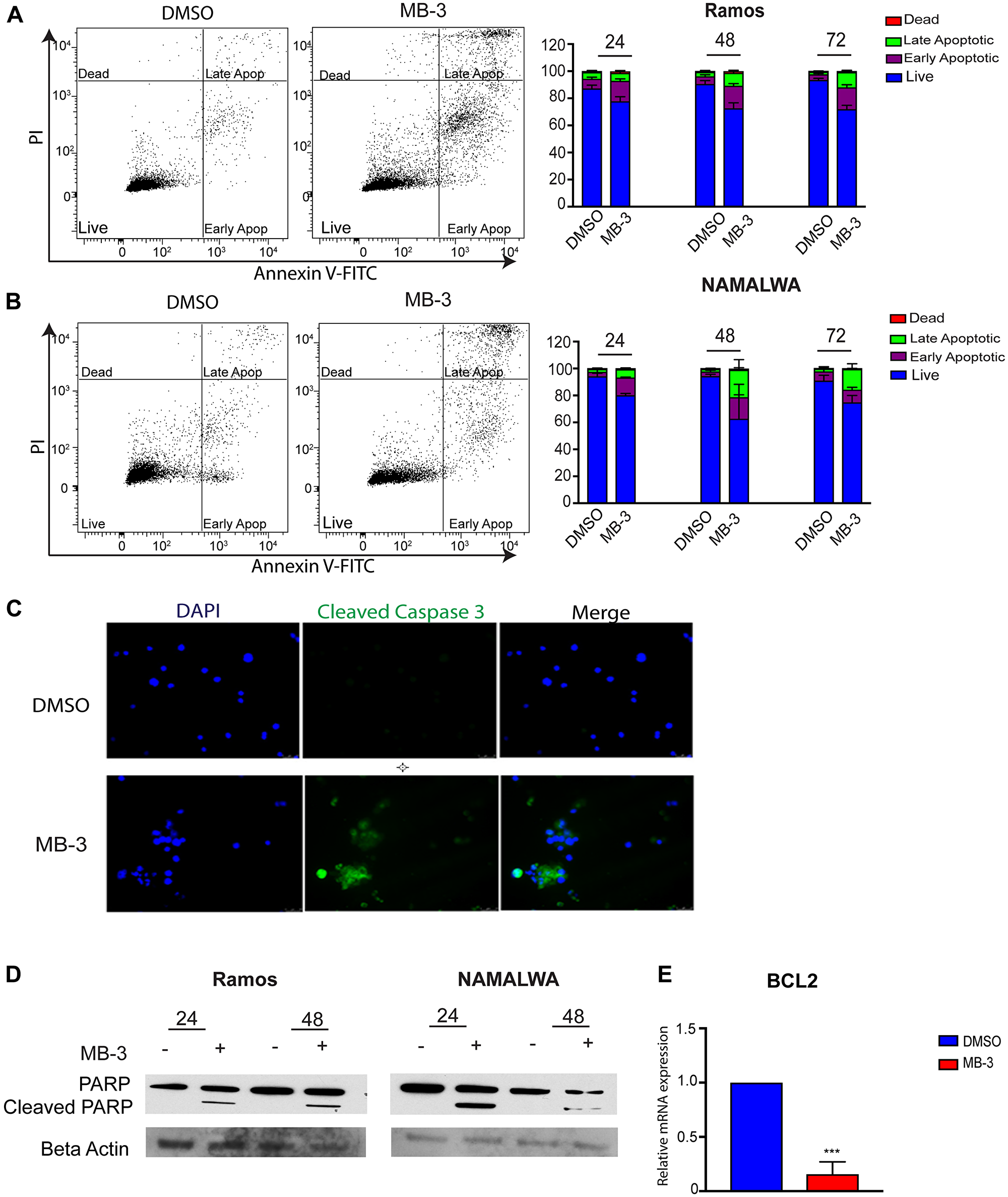 GCN5 inhibition induces apoptosis in human Burkitt lymphoma cell lines.