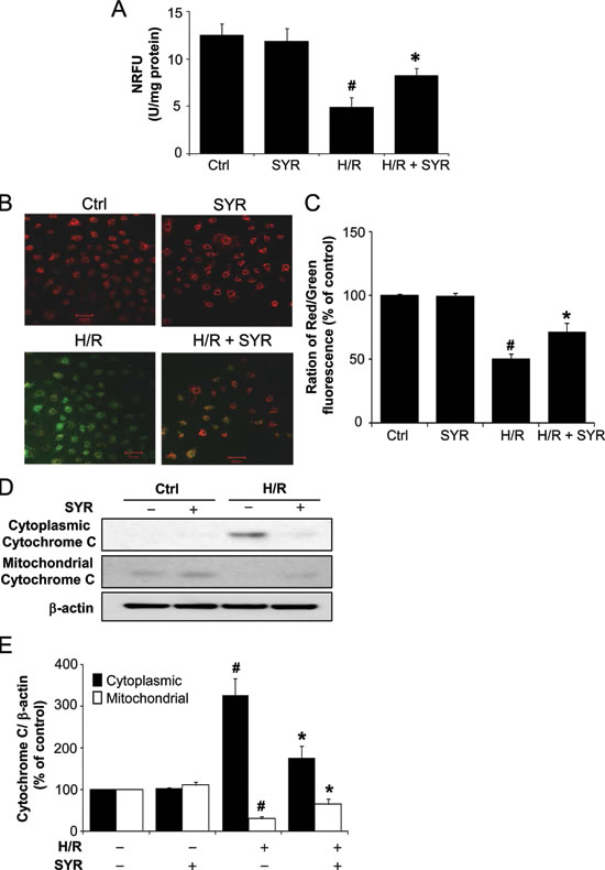 Syringaresinol prevents mitochondrial dysfunction induced by H/R.