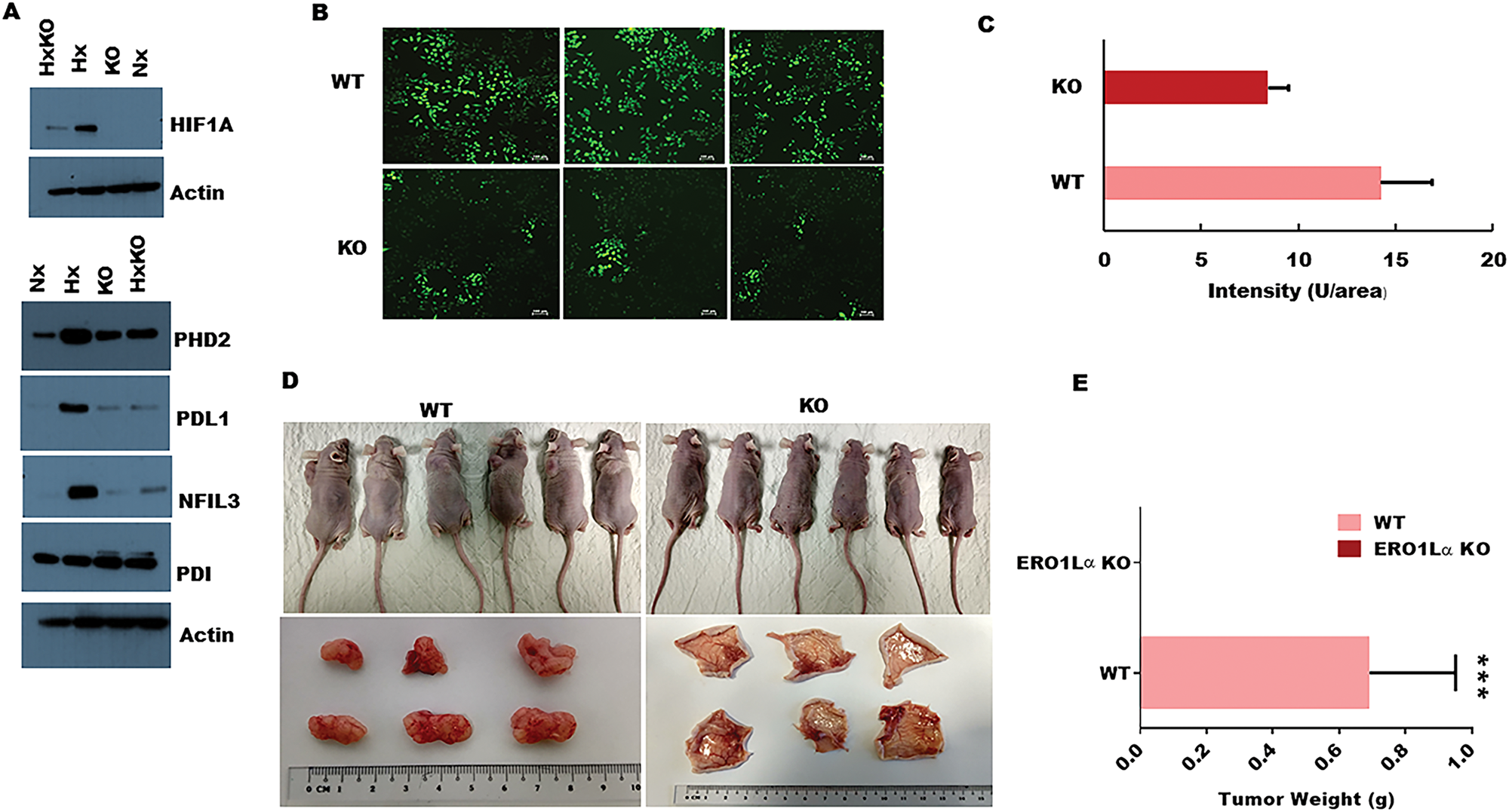 Impact of ERO1α deletion on oncogenic protein expression, ROS production, and xenograft tumor progression in vivo.