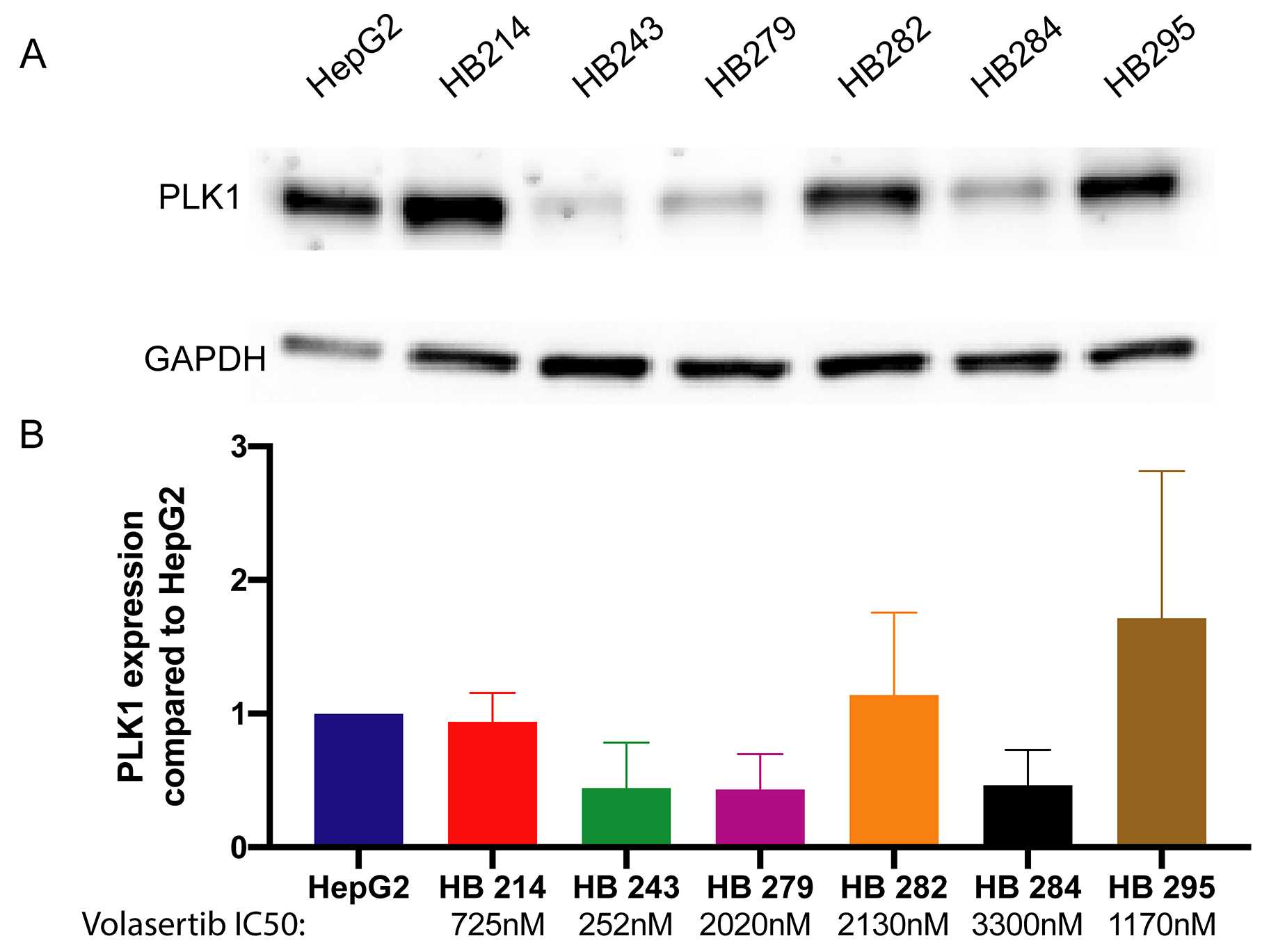 Hepatoblastoma cell lines express varied amounts of PLK1.