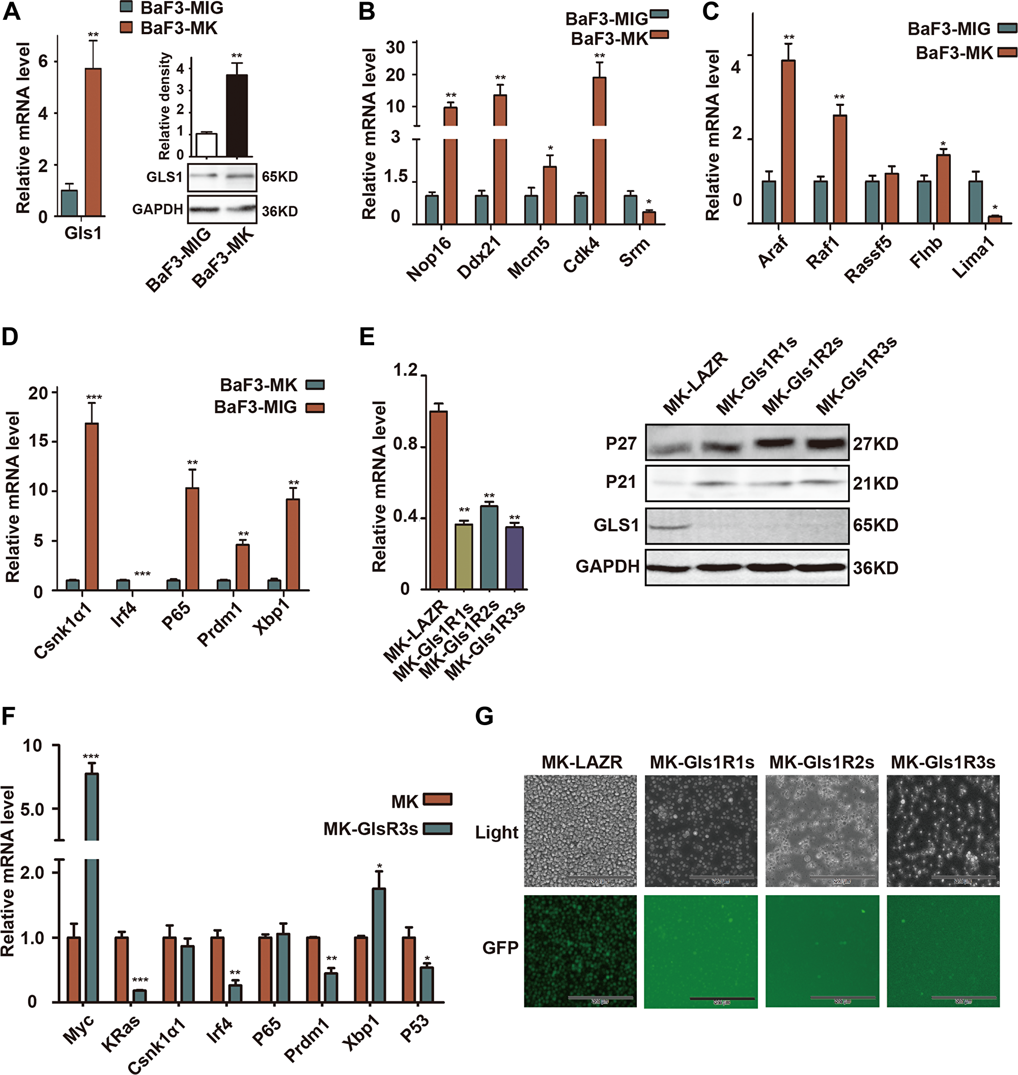 GLS1 was required for cMYC/kRAS12V transforming BaF3 cells independent of IL3.