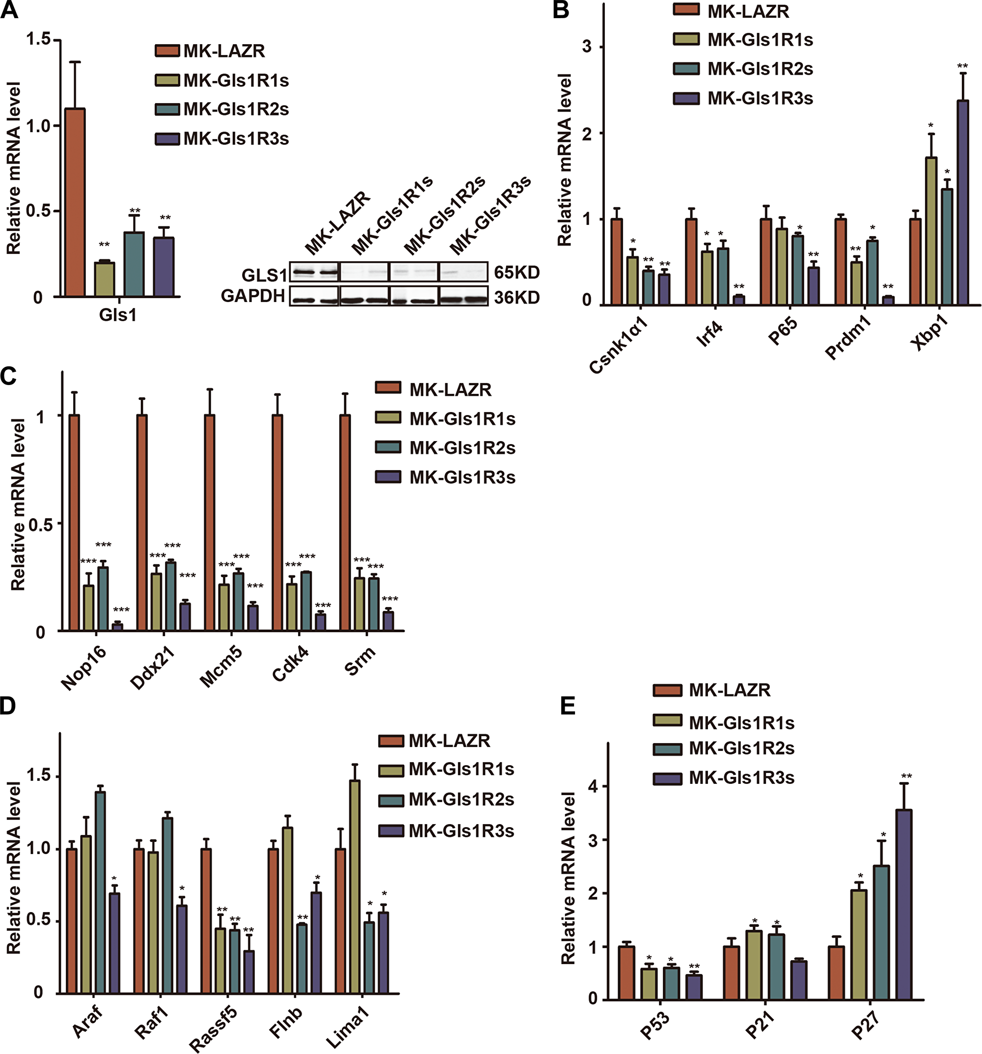 Down-regulation of Gls1 in PCT cells impaired signaling pathways important for MM survival.