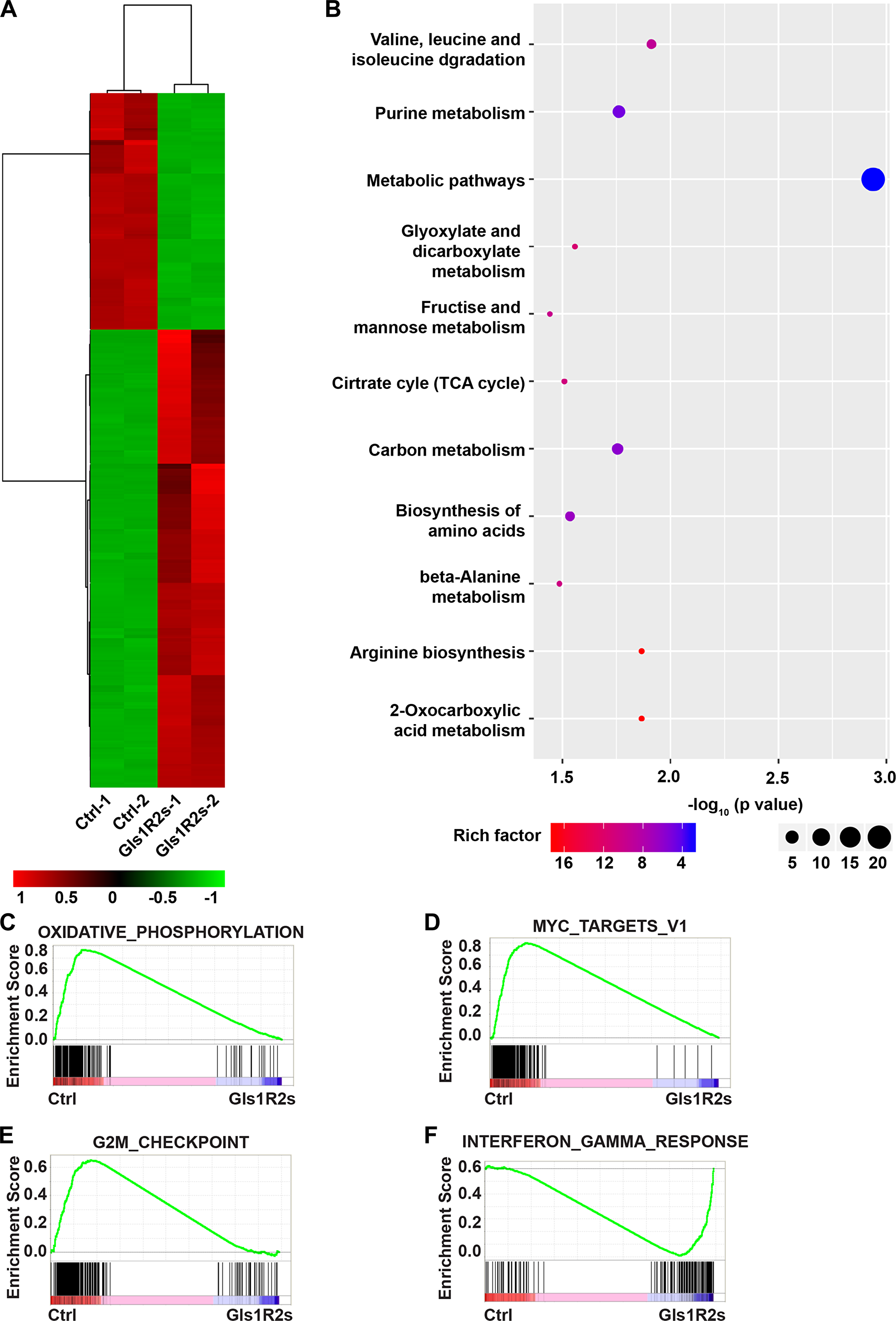 Gene expression signatures of MK-Gls1R2s-transduced PCT cells.