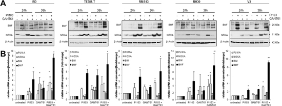 GANT61/PI103 cotreatment increases NOXA and BMF expression.