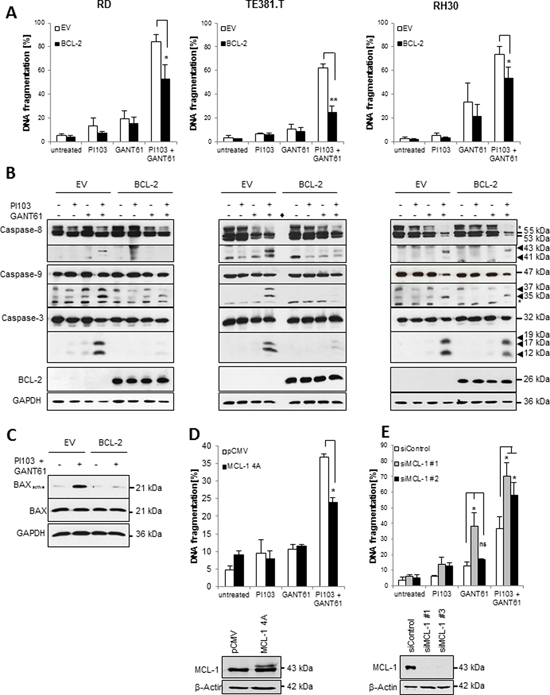 Overexpression of BCL-2 and phospho-mutant MCL-1 rescue GANT61/PI103-induced apoptosis.