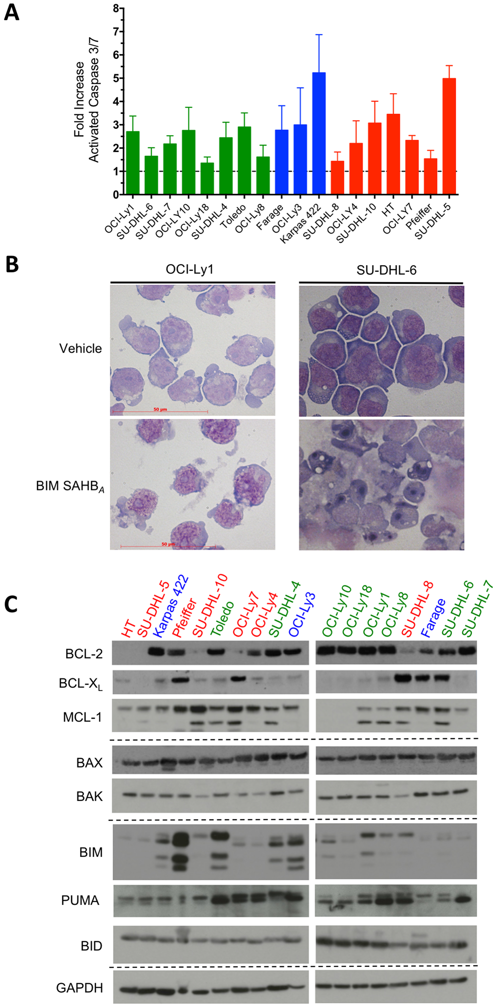 BIM SAHBA treatment results in caspase 3/7 activation and cellular hallmarks of apoptosis irrespective of BCL-2 family protein expression in DLBCL.