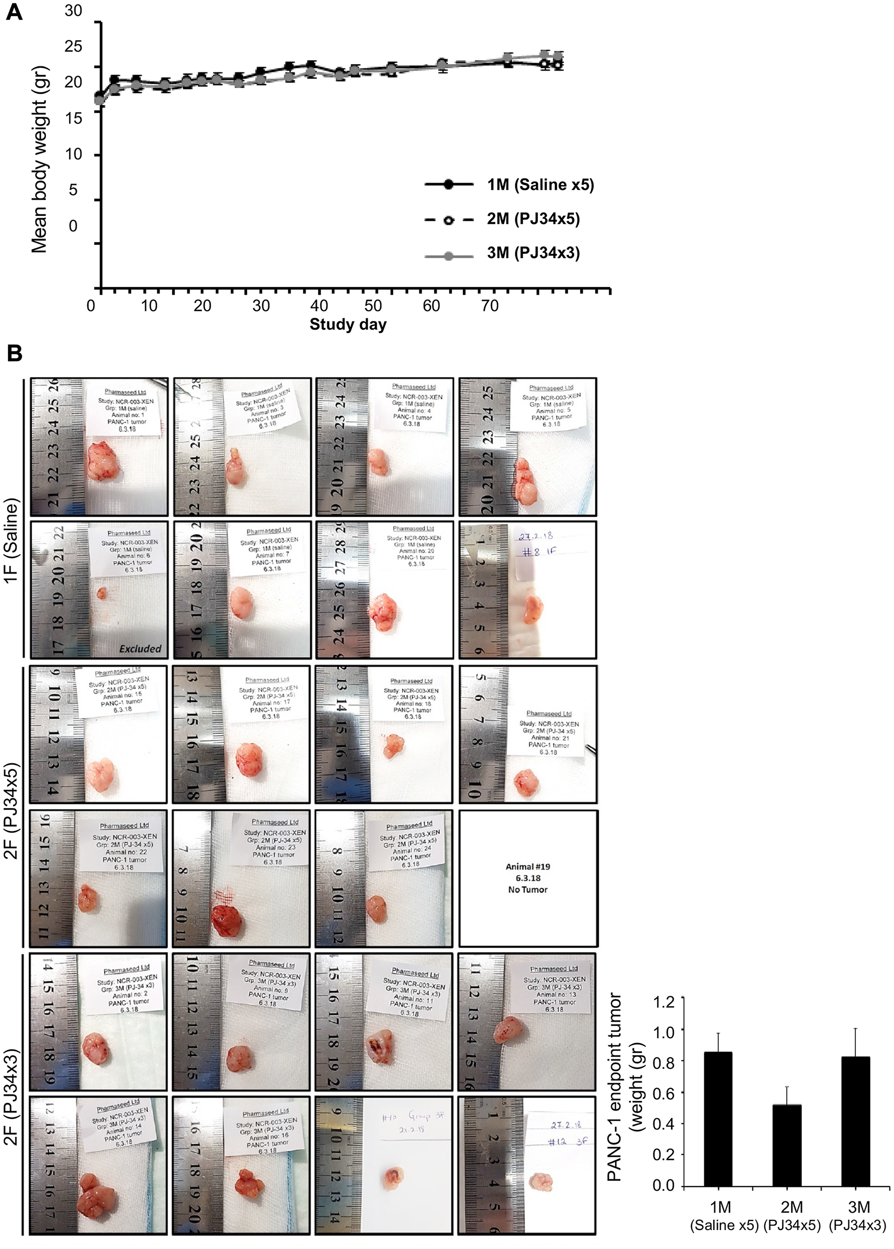 PJ34 treatment during the development of PANC1 xenografts.